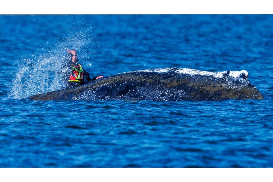 Die Planungen für die Rettung des Wals laufen.