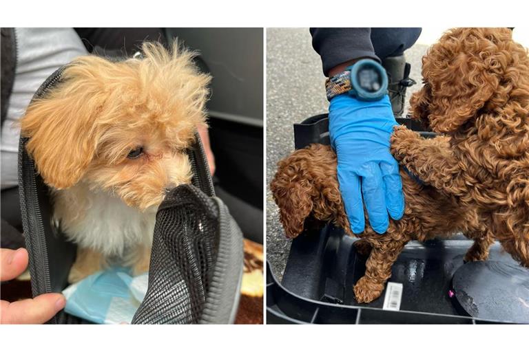 Die Polizei entdeckte sieben abgemagerte Hundewelpen.