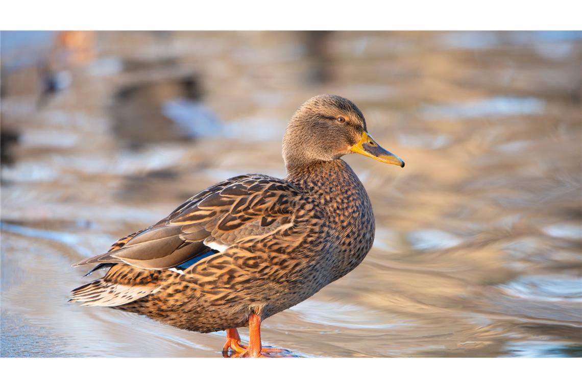 Die Polizei fand die Ente rund 20 Meter von der Unfalllstelle entfernt. (Symbolbild)