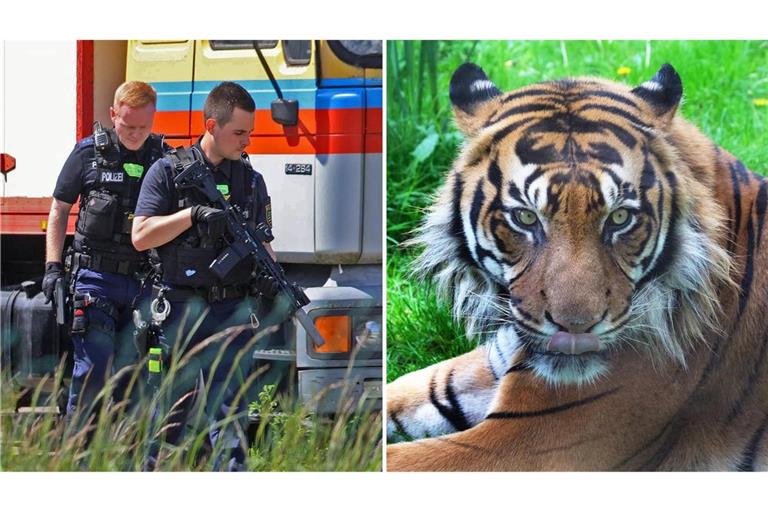 Die Polizei hat am Nachmittag bei Leipzig einen entlaufenen Tiger (Symbolbild) erschossen.
