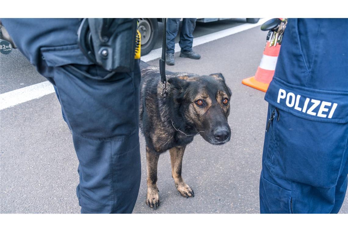 Die Polizei in Baden-Württemberg arbeitet künftig mit besonderen Datenträger-Spürhunden (Symbolbild).
