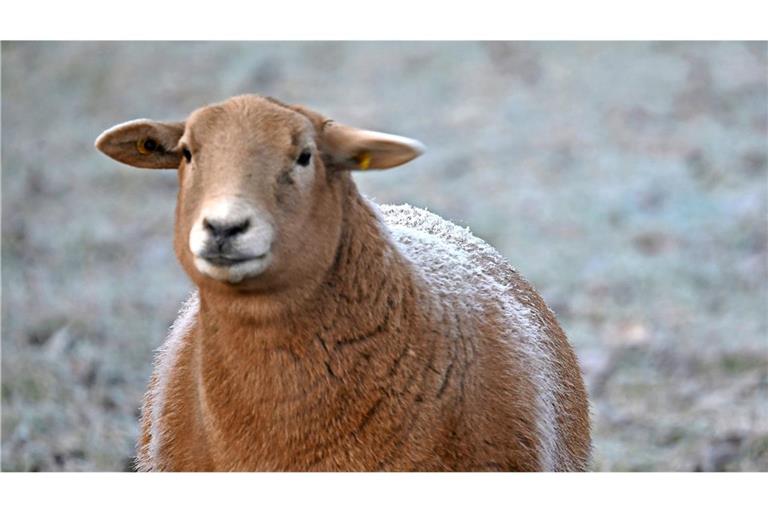Die Polizei konnte das ausgebüxte Tier einfangen. (Symbolfoto)