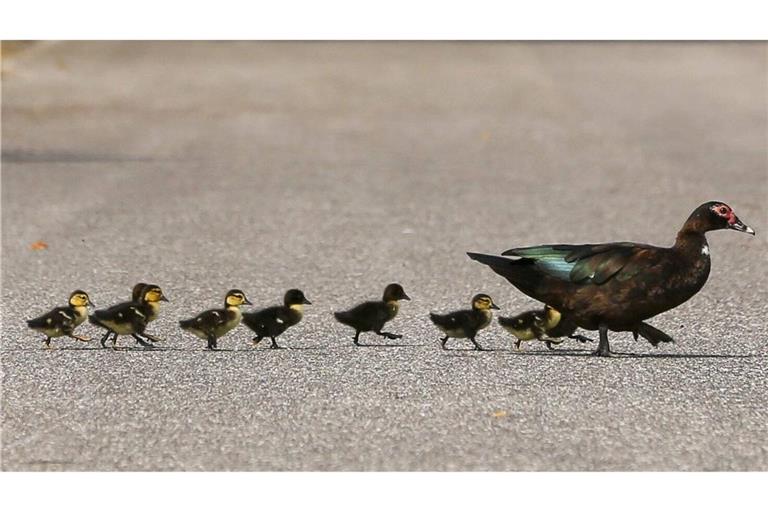 Die Polizei rettete eine Entenfamilie, die auf die Autobahn geraten war. (Symbolbild)