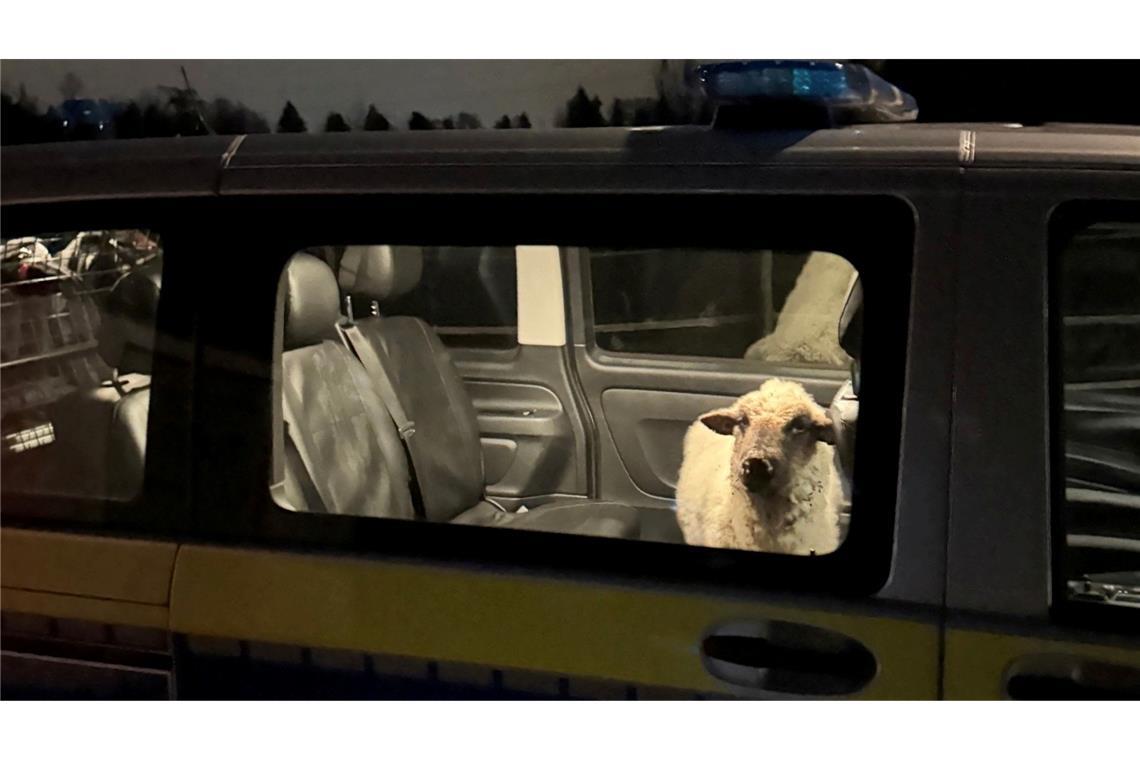 Die Polizei sperrt das entlaufene Schaf in den Streifenwagen.