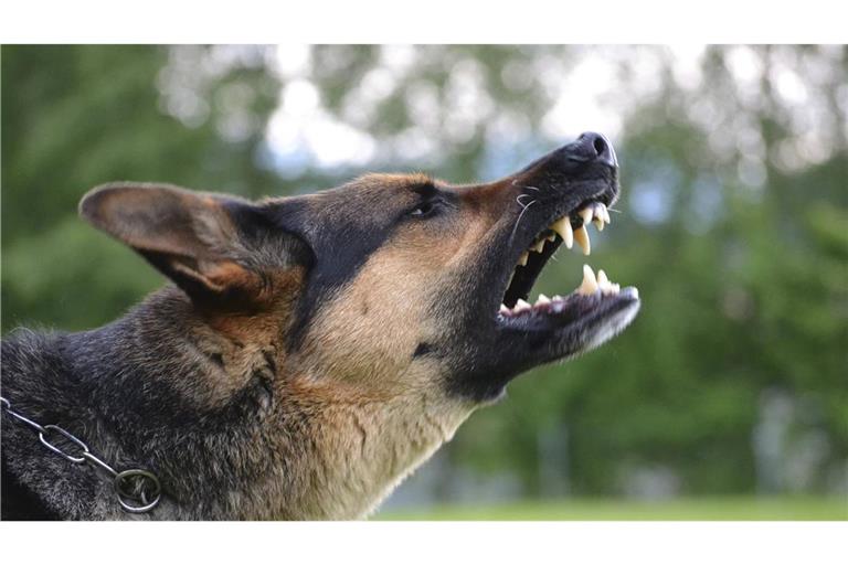Die Polizei sucht nun nach dem Besitzer des angreifenden Hundes. (Symbolbild)