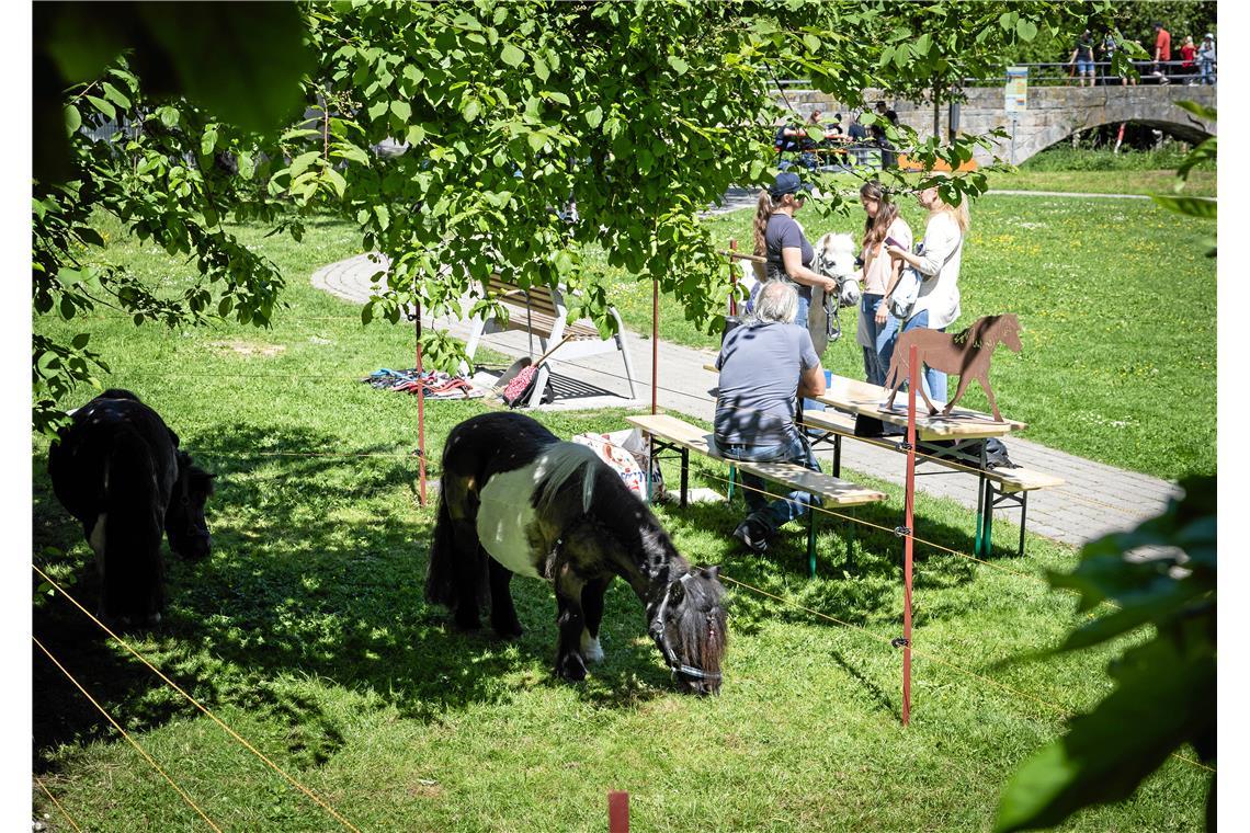Die Ponys, die gerade nicht ihre Kreise drehen, dürfen im Schatten grasen. 
