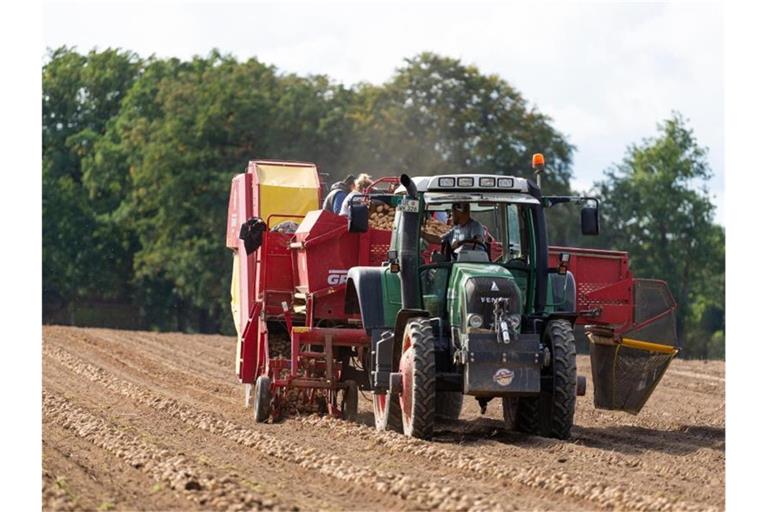 Die Preise für Kartoffeln sind nach Angaben der Landwirtschaftskammern zuletzt gesunken. Foto: Philipp Schulze/dpa