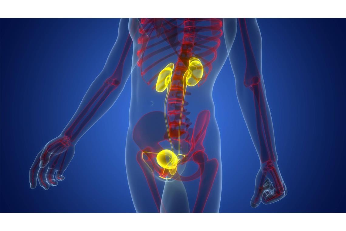 Die Prostata (Vorsteherdrüse) ist ein Organ des Mannes, das etwa so groß wie eine Walnuss ist und sich unterhalb der Harnblase befindet. Sie umschließt die Harnröhre und spielt eine wichtige Rolle bei der Fortpflanzung, indem sie ein Sekret produziert, das die Spermien beweglich macht.