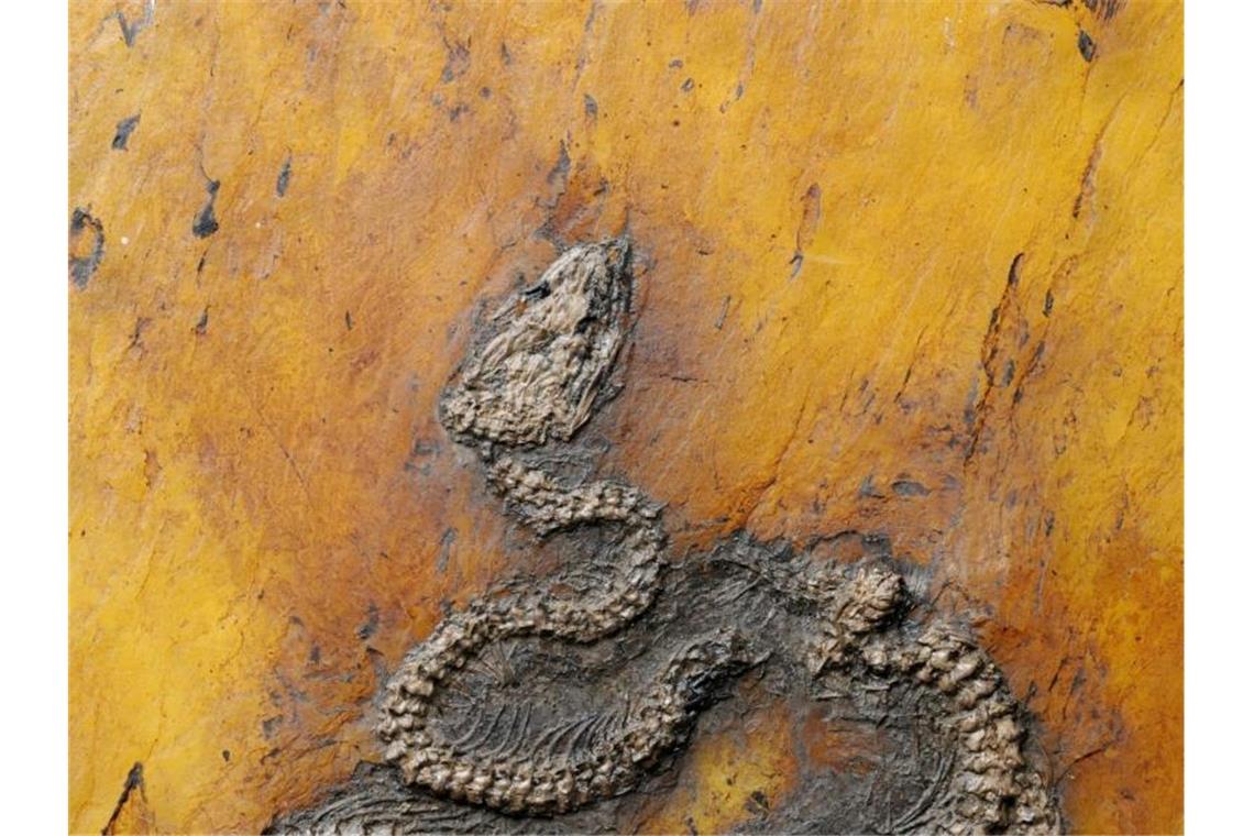 Die Pythonart Messelopython freyi ist der älteste bekannte fossile Nachweis eines Pythons weltweit. Foto: Senckenberg/dpa