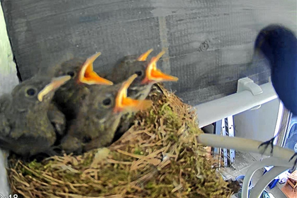 Einblick in den Vogelalltag Die Rasselbande aus dem vorigen Jahr hielt ihre Eltern ganz schön auf Trab. Auch der Vogelpapa musste beim Füttern helfen.