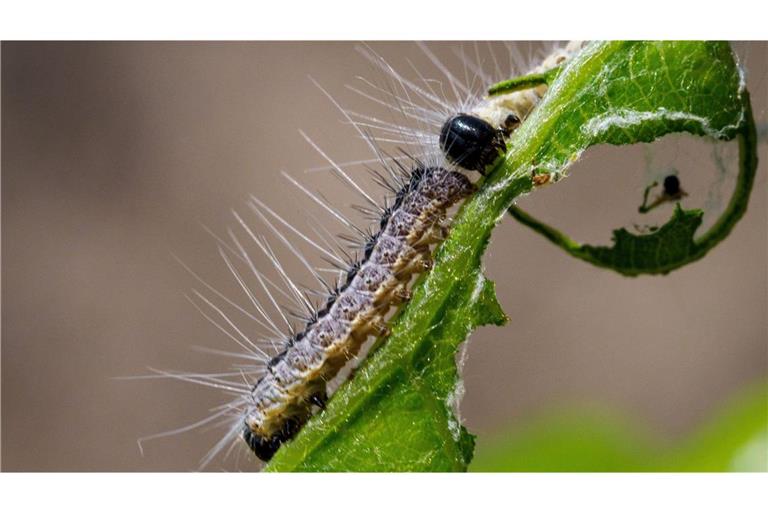 Die Raupen des Eichenprozessionsspinners (Archivfoto).