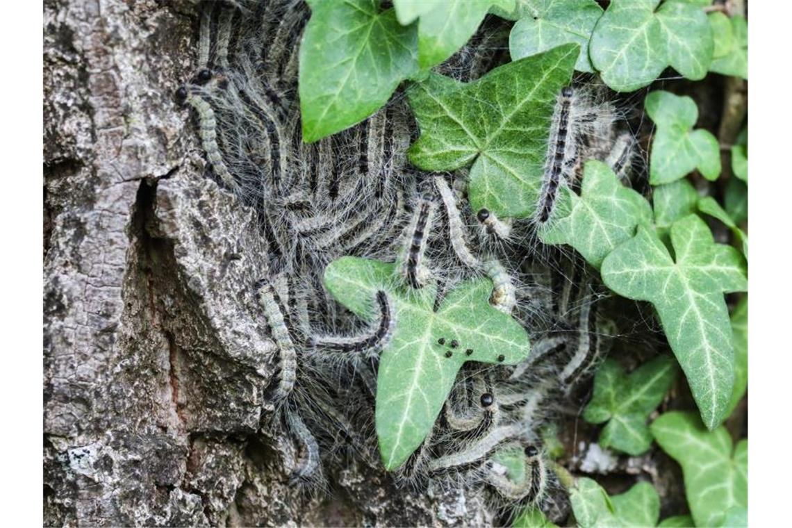 Giftige Eichenprozessionsspinner werden abgesaugt Die Raupen des Eichenprozessionsspinners hängen an der Rinde einer Eiche. Foto: Thomas Warnack