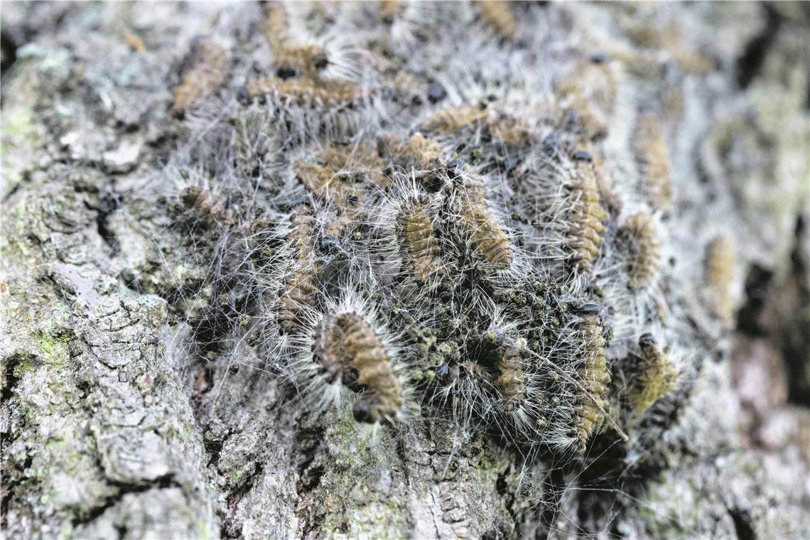 Eichenprozessionsspinner ist wieder aktiv Die Raupen des Eichenprozessionsspinners sind aufgrund ihrer Brennhaare gefährlich – sie enthalten ein Nesselgift. Archivfoto: J. Fiedler