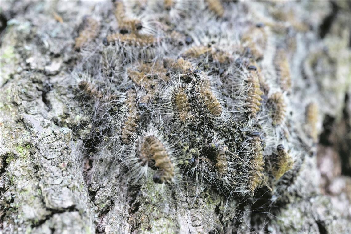 Die Raupen des Eichenprozessionsspinners sind aufgrund ihrer Brennhaare gefährlich – sie enthalten ein Nesselgift. Archivfoto: J. Fiedler