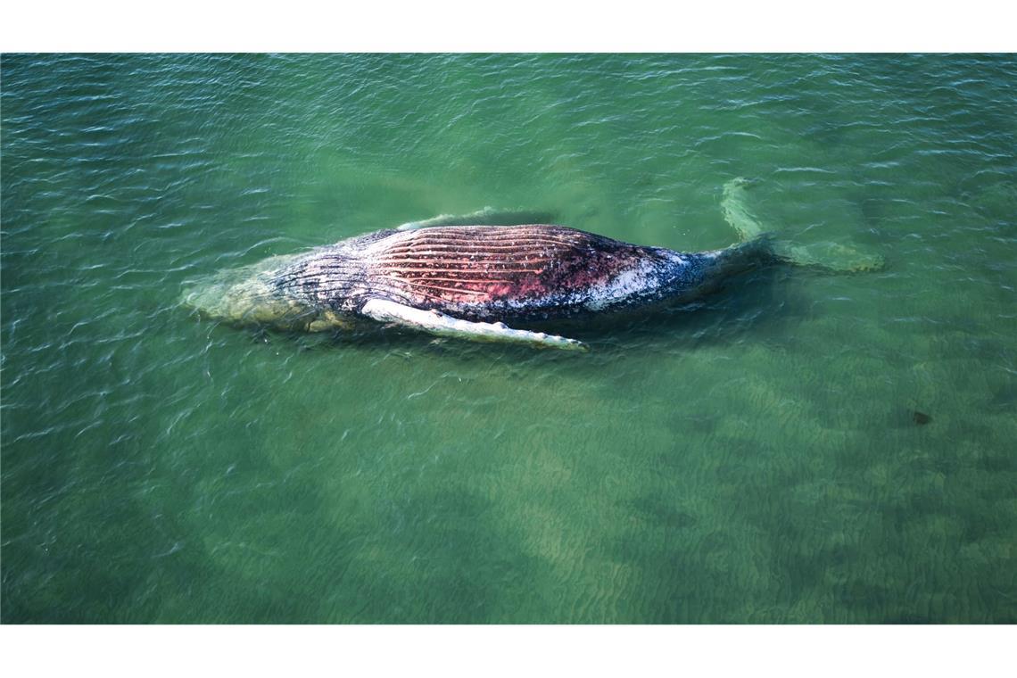 Die Reise des Buckelwals endete im flachen Wasser vor der dänischen Insel Anholt.