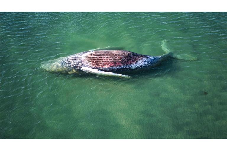 Die Reise des Buckelwals endete im flachen Wasser vor der dänischen Insel Anholt.