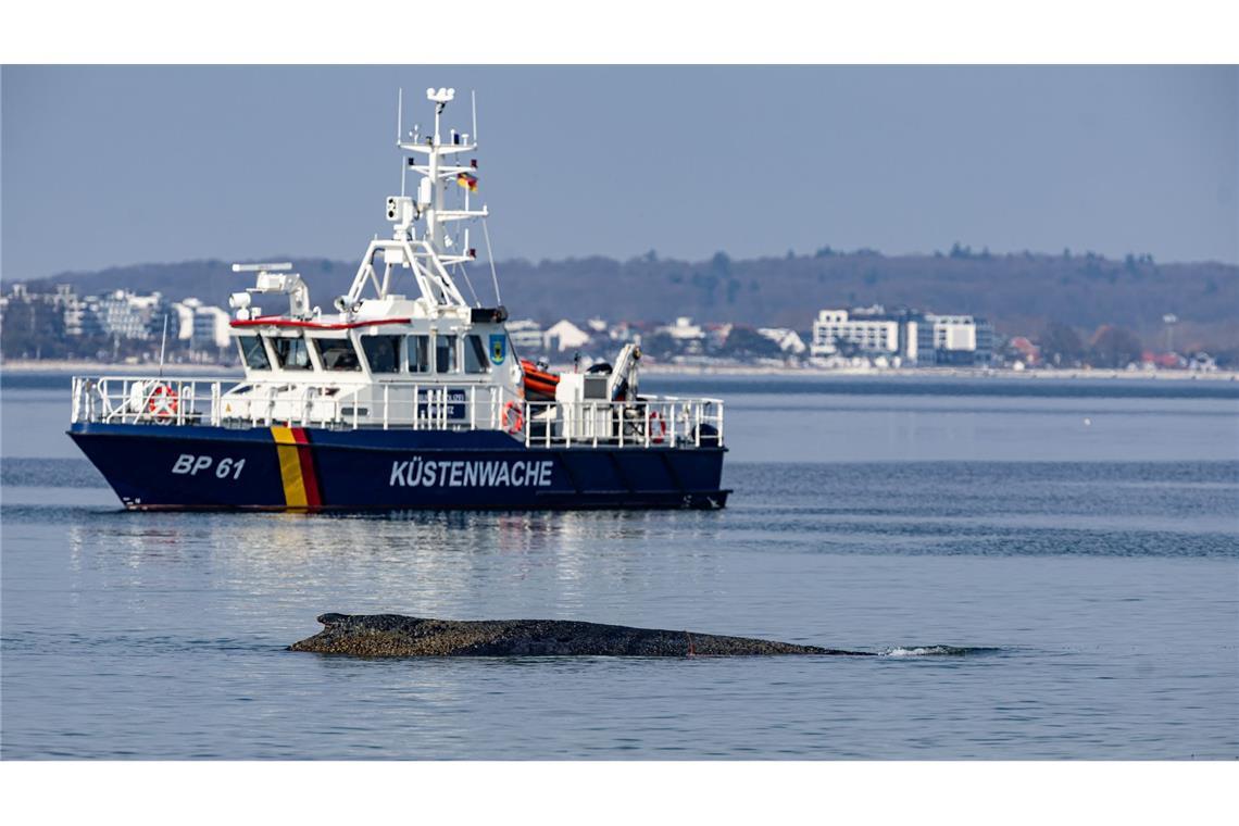 Die Rettung des großen Wals ist laut Experten nicht leicht - es könne auch sein, dass das Tier trotz Rettung wieder strande oder verende.
