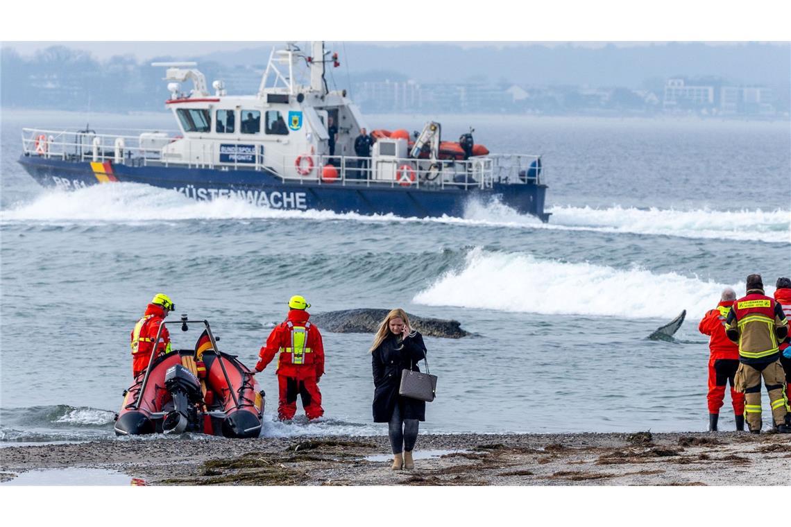 Die Rettung des großen Wals ist laut Experten nicht leicht - es könne auch sein, dass das Tier danach gleich wieder strande oder verende.