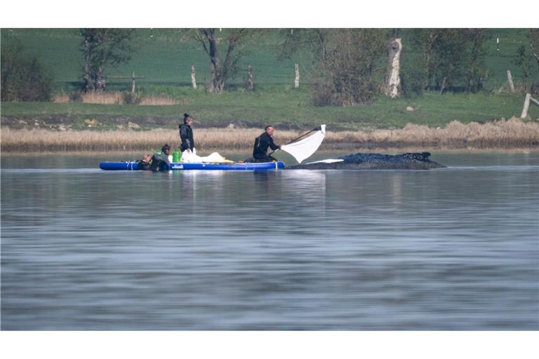 Die Rettungsaktion für den gestrandeten Buckelwal vor der Insel Poel lief am Freitag weiter.