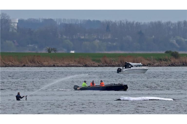 Die Rettungsaktion läuft, aber der Wal sollte am Samstag nicht mehr transportiert werden.