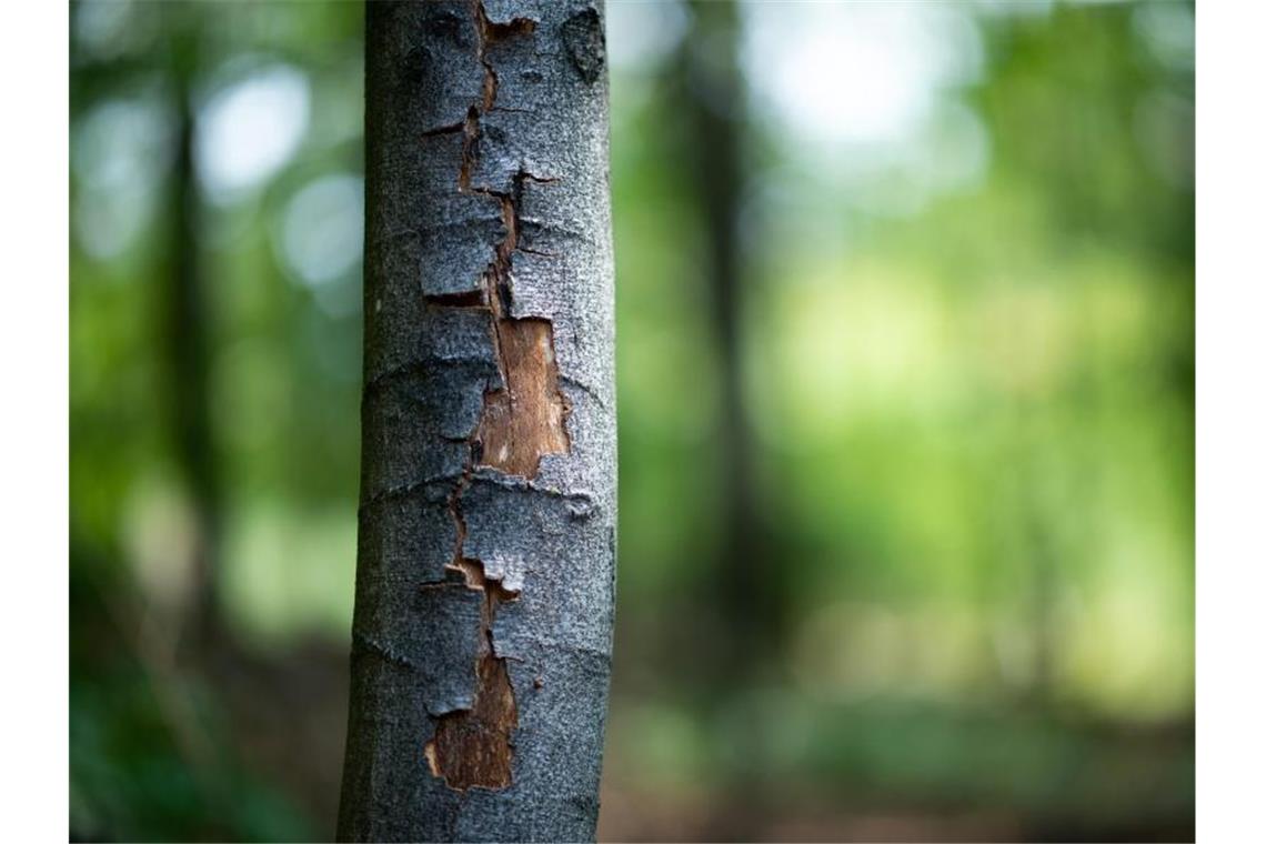 Die Rinde einer Buche ist durch die anhaltende Hitze aufgeplatzt. Foto: Jonas Güttler/dpa/Symbolbild