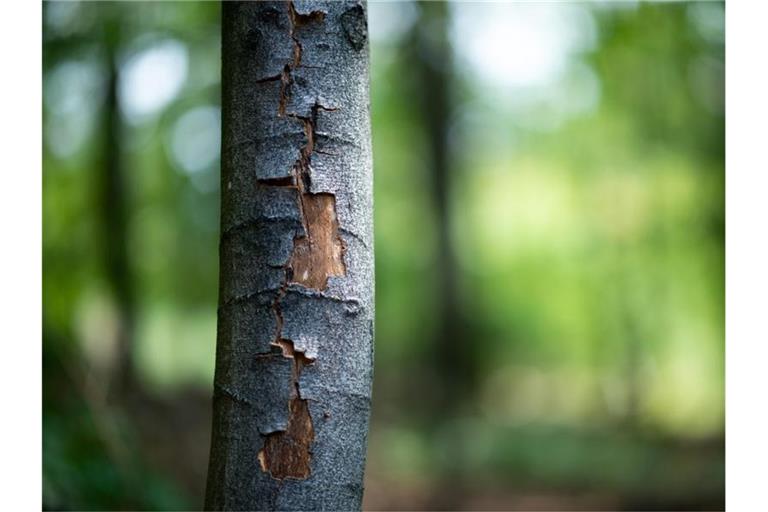 Die Rinde einer Buche ist durch die anhaltende Hitze aufgeplatzt. Foto: Jonas Güttler/dpa/Symbolbild