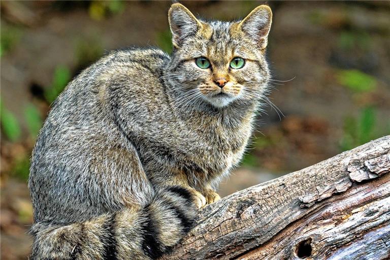 Die Ringelung des Schwanzes ist typisch für die Europäische Wildkatze, ein sicheres Unterscheidungsmerkmal gegenüber der Hauskatze ist es aber nicht. Foto: Adobe Stock/vladislav333222
