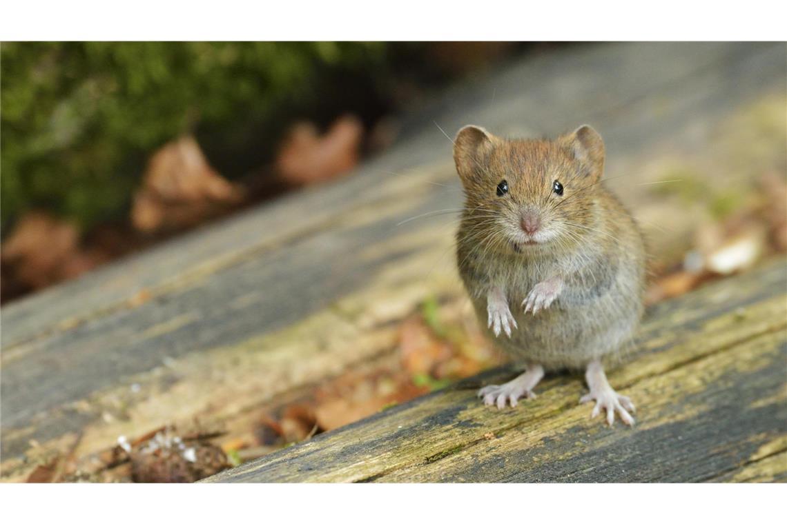 Die Rötelmaus oder Waldwühlmaus überträgt das Hantavirus über ihren Kot.