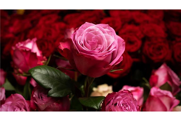 Die Rose ist die mit Abstand beliebteste Schnittblume in Deutschland. (Archivbild)