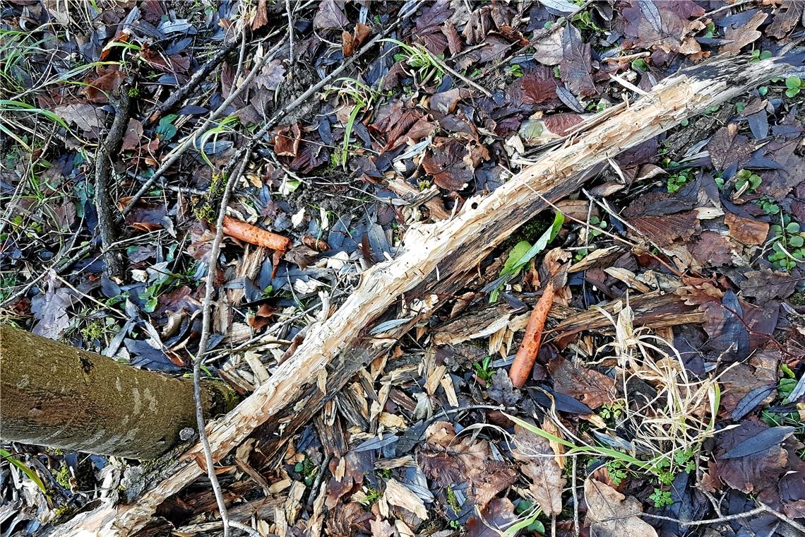 Auf der Suche nach dem Biber an der Murr Die Rückkehr des Bibers scheint nicht unbemerkt geblieben zu sein: Jemand hat den Tieren Möhren mitgebracht. Auch die umliegenden Äste wurden sichtbar abgenagt. Foto: privat