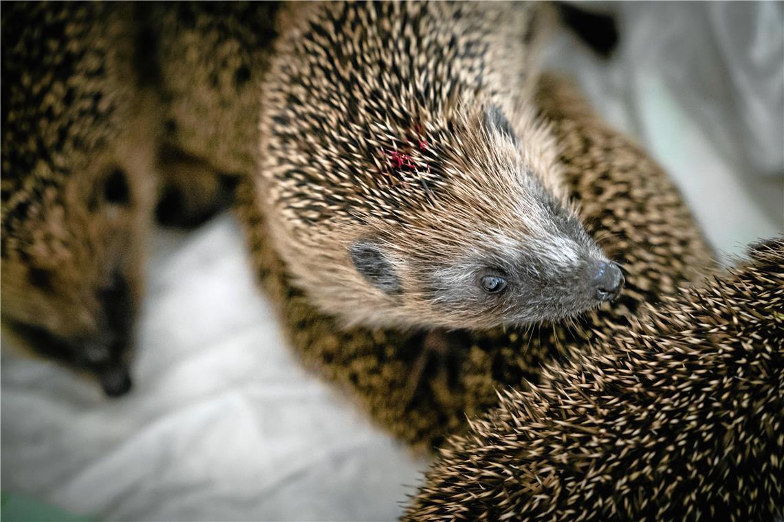 Erste Hilfe für die Igel in der Region Die runden Knopfaugen sind ein Zeichen für einen gesunden Igel.