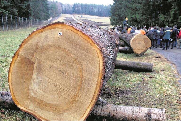 Die sauber abgesägte, mächtige Stirnseite der Baumstämme erzählt die Geschichte des Baumes.
