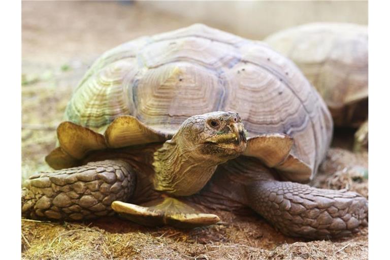 Die Schildkröte „Helmuth“ kann wieder ohne Rollbrett durch das Schildkrötenhaus im Gelsenkirchener Zoo laufen. Foto: Oliver Berg/dpa
