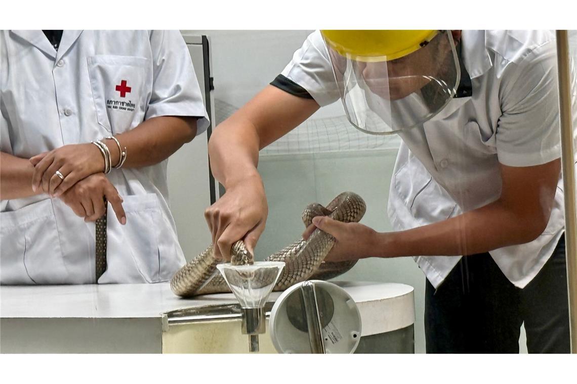 Die Schlangen-Handler gehen sehr routiniert, aber auch vorsichtig vor.