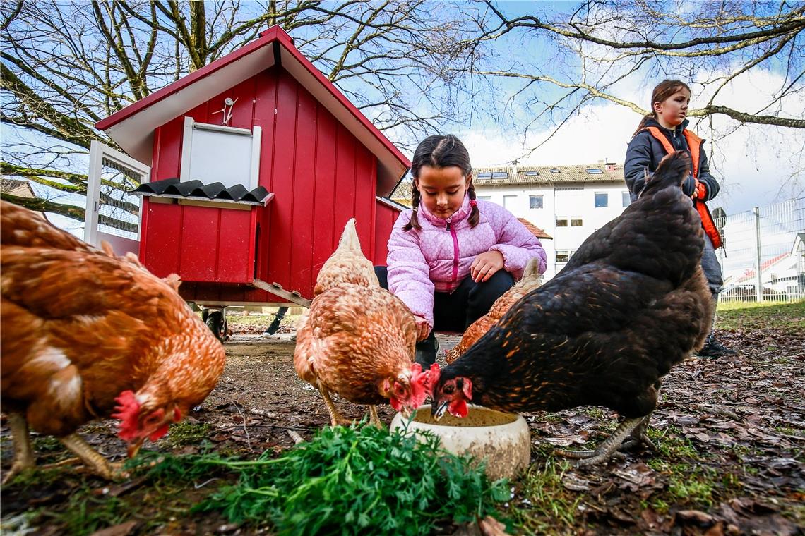 Die schuleigenen Hühner werden von Kindern und Lehrerinnen liebevoll umsorgt. Umwelt und Natur spielen an der Plasirschule eine wichtige Rolle: Seit 2016 ist die Grundschule im Backnanger Norden als Naturparkschule zertifiziert. Archivfoto: A. Becher