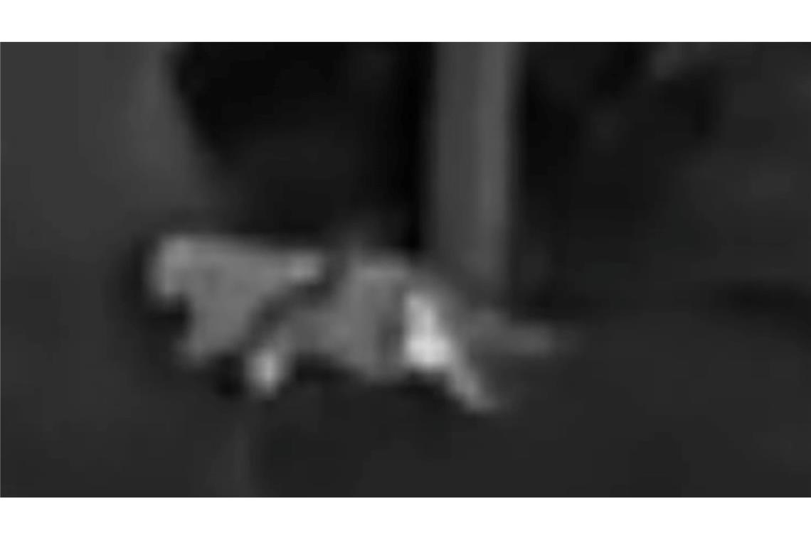 Die Schwarz-Weiß-Aufnahmen des Jägers zeigen die vermeintliche Großkatze.