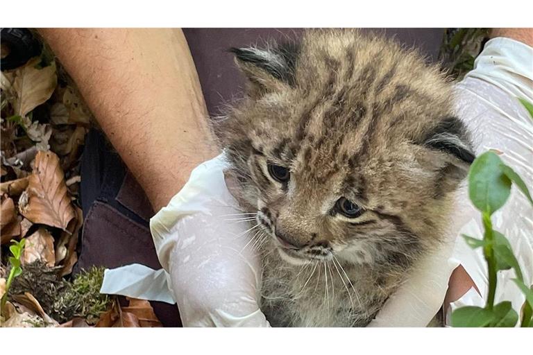 Die selbst gerade erst zwei Jahre alte Luchsin Elisabeth hat einen jungen Luchs zur Welt gebracht.