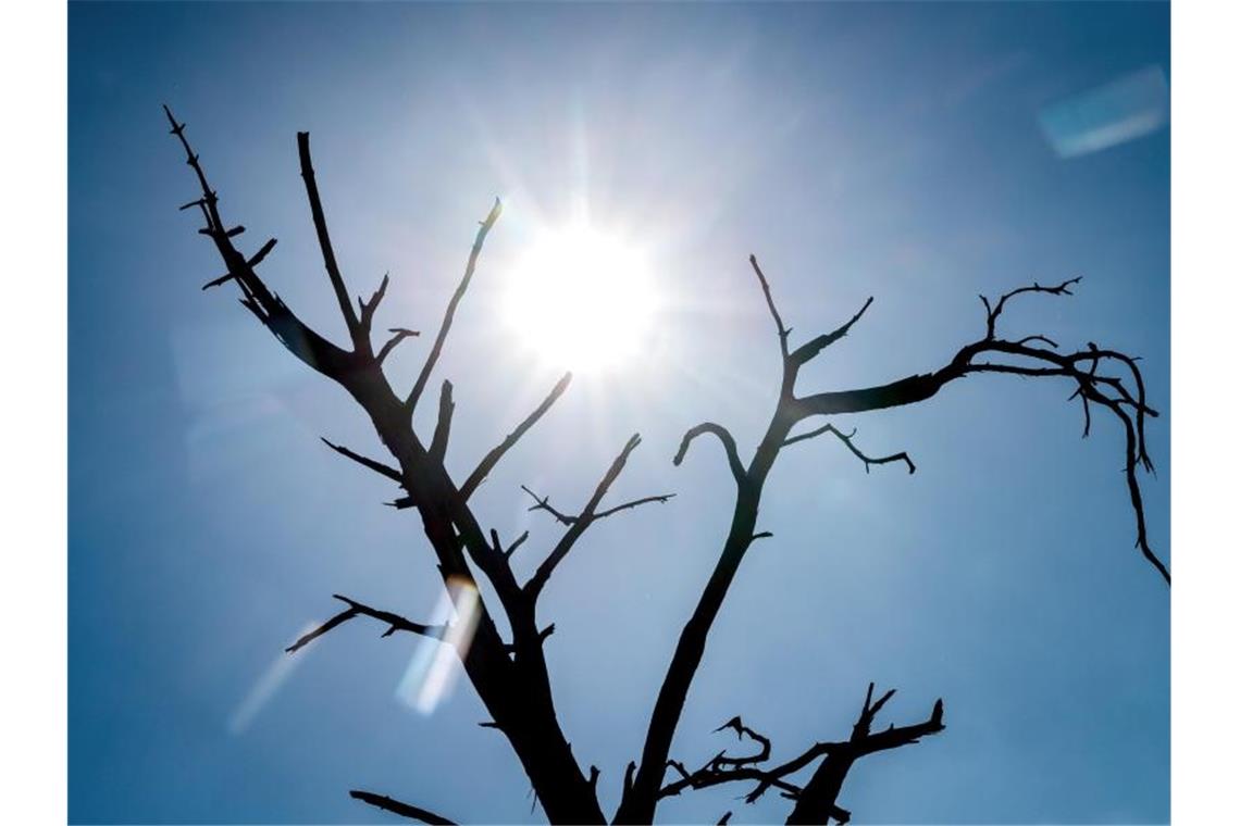 Die Silhouette eines toten Baumes zeichnet sich vor der Sonne ab. Foto: Sina Schuldt/dpa