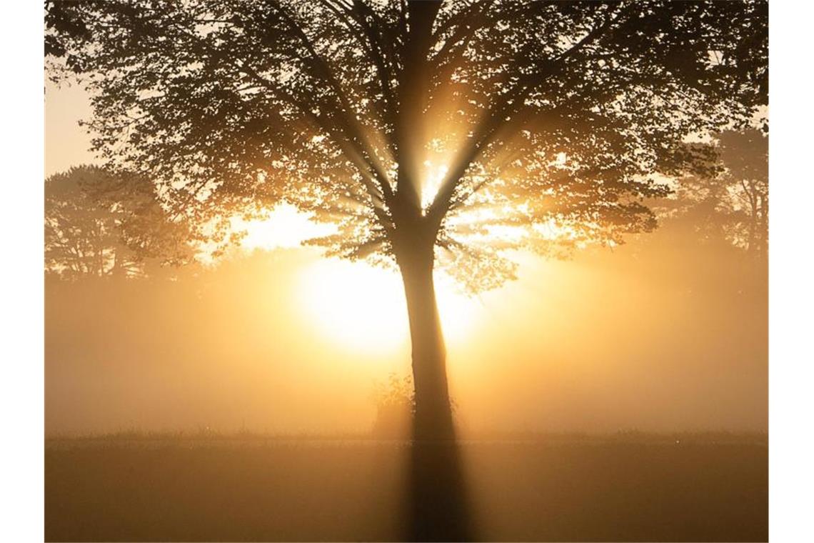 Die Herbstsonne scheint im Südwesten: teilweise nebelig Die Sonne geht hinter einem Baum im Nebel auf. Foto: Sebastian Gollnow/dpa/Archivbild
