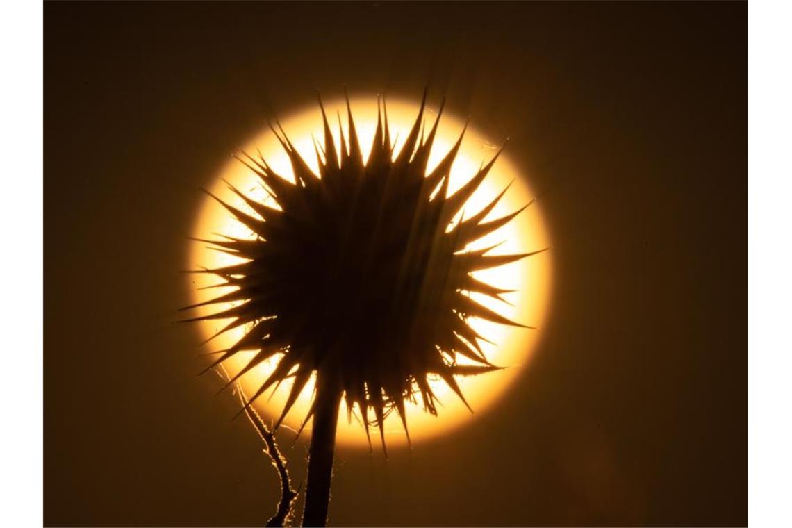 Höchste Temperatur des Jahres geknackt Die Sonne geht hinter einer Distel auf. In vielen Teilen Deutschlands sorgt der Feuerball für richtig heißes Wetter. Foto: Sebastian Gollnow/dpa