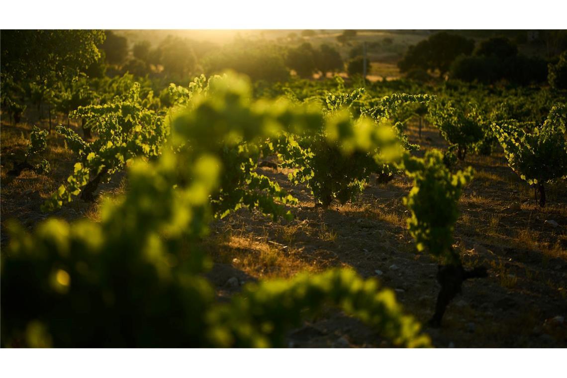Bilder des Tages Die Sonne geht über einem Weinberg in Navas del Rey am Stadtrand von Madrid unter.