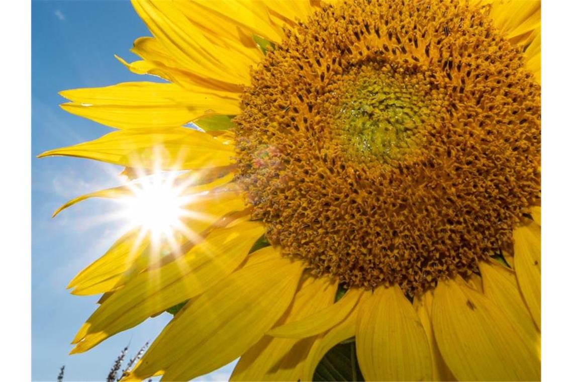 Die Sonne leuchtet hinter einer Sonnenblume. Foto: Armin Weigel/dpa