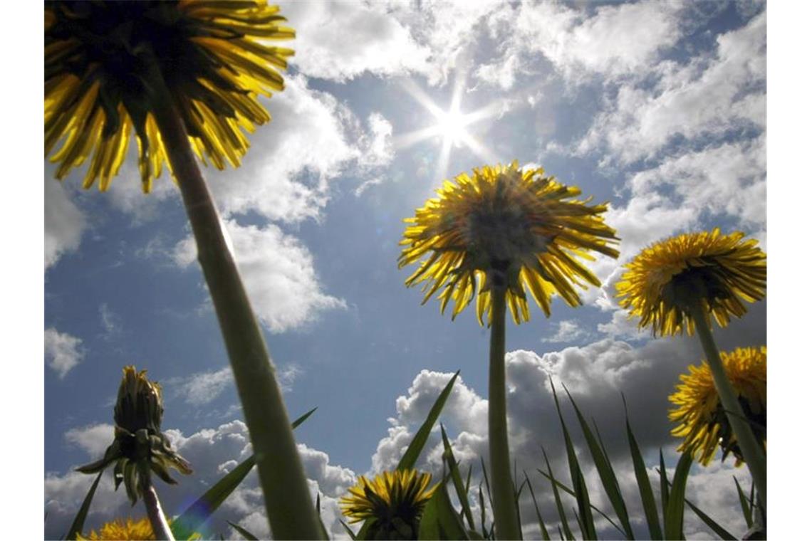 Die Sonne lugt zwischen den Wolken hervor, während im Vordergrund der Löwenzahn blüht. Foto: Frank Rumpenhorst/Archivbild