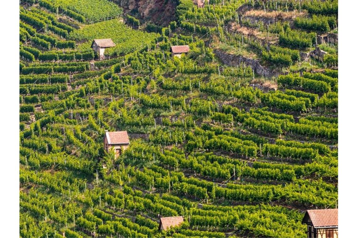 Mehr Weinanbauflächen in Deutschland - weiße Sorten beliebt Die Sonne scheint auf die Weinberge nahe den Stuttgarter Stadtteilen Münster und Hofen. Foto: Christoph Schmidt/dpa