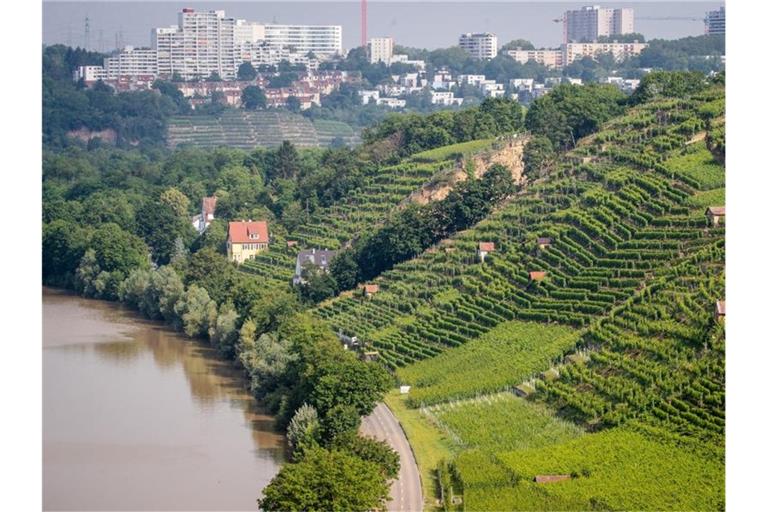 Die Sonne scheint auf die Weinberge und den Neckar nahe den Stuttgarter Stadtteilen Münster und Hofen. Foto: Christoph Schmidt/dpa