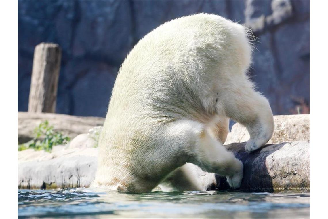 Die Sonne scheint, die Temperaturen steigen und damit stellen sich zuverlässig immer wieder dieselben Fragen: Was bringt Abkühlung? Eisbärmädchen Nanook aus dem Zoo Gelsenkirchen weiß es: kopfüber untertauchen. Foto: Roland Weihrauch