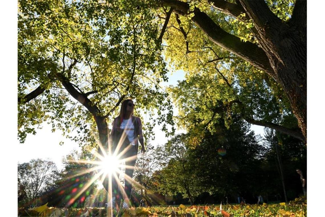 Die Sonne scheint durch Baumblätter. Foto: Felix Kästle/Archivbild