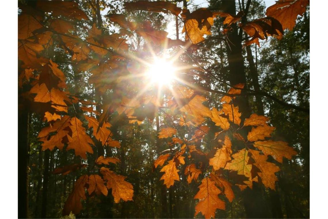 Die Sonne scheint durch das gefärbte Laub der Bäume. Foto: Wolfgang Kumm/dpa/Archivbild