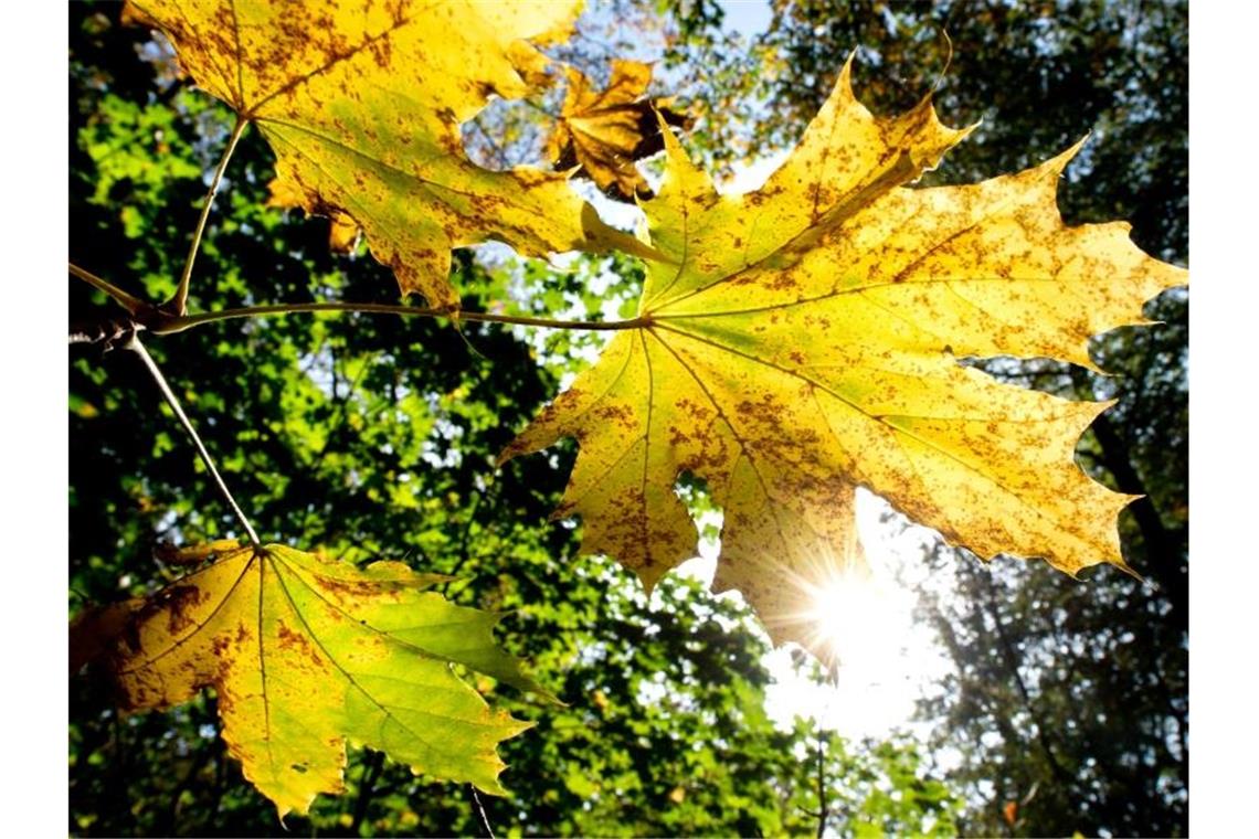 Sonniges Herbstwetter in Baden-Württemberg Die Sonne scheint durch das herbstlich verfärbte Blatt eines Ahornbaumes. Foto: Hauke-Christian Dittrich/dpa/Archivbild