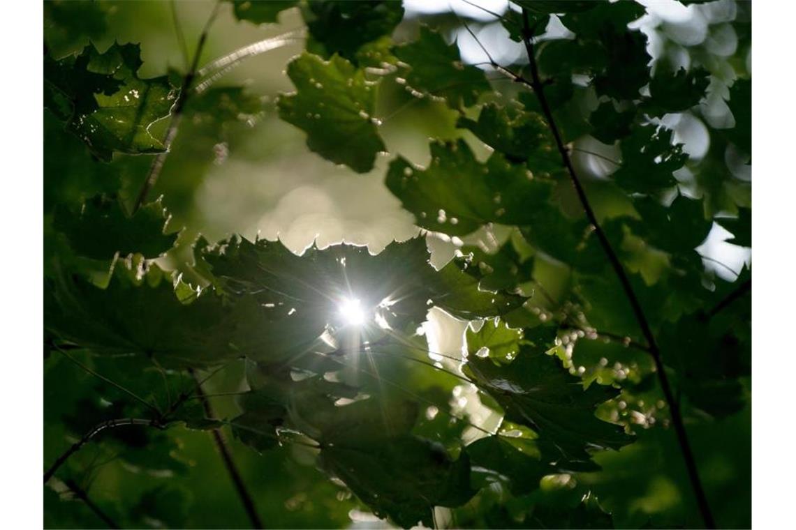 Die Sonne scheint durch dichtes Blätterwerk. Foto: Fabian Sommer/Archivbild